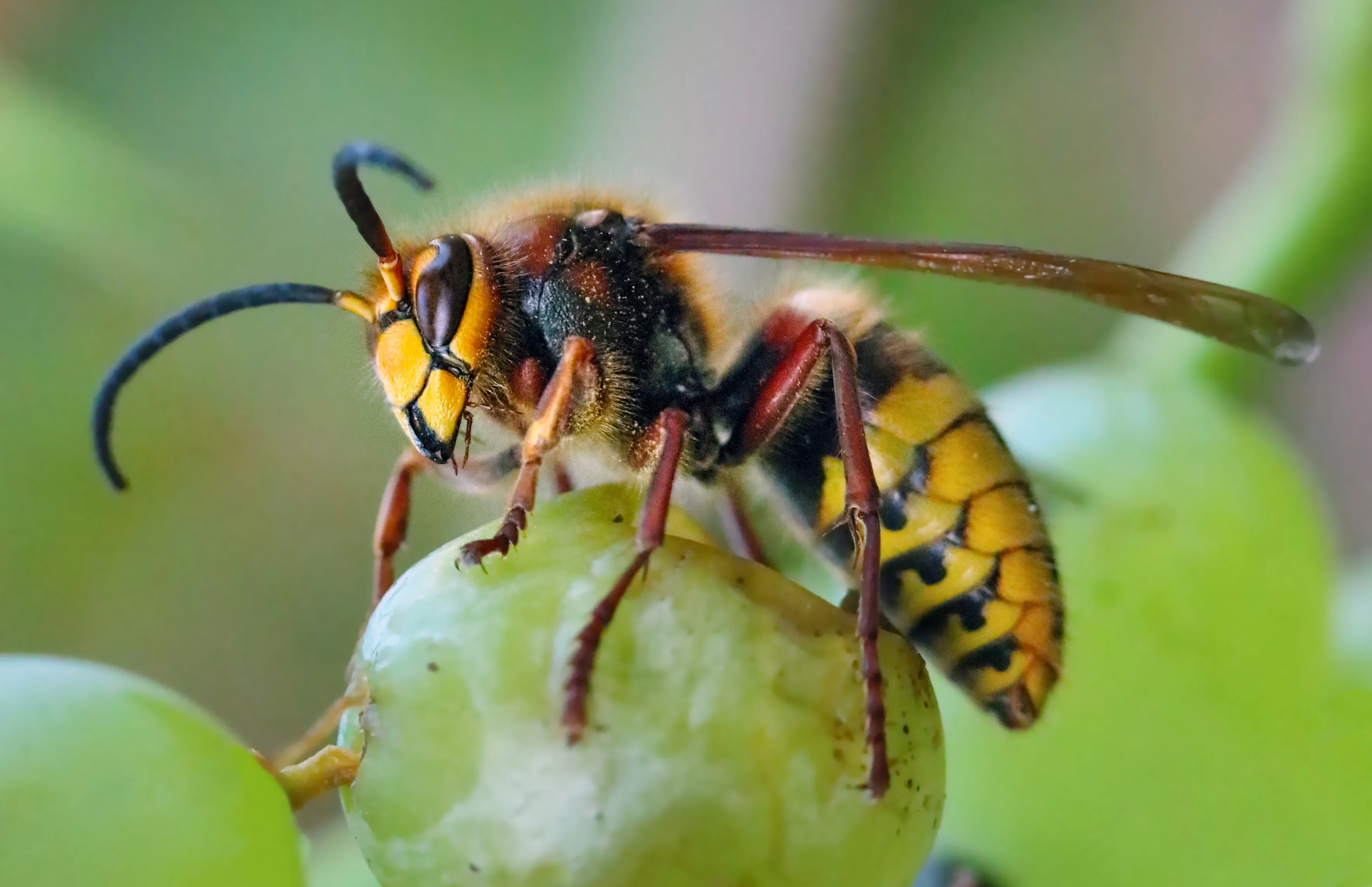 A closeup of a European Hornet eating a grape.